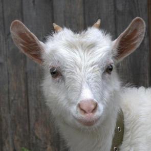 ����: ���������