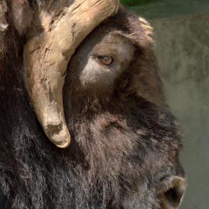 ����: ������