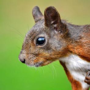 ���� ��������: 