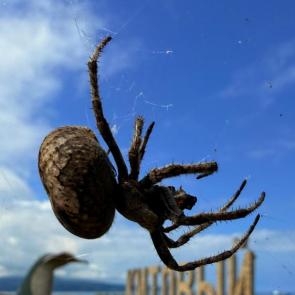 ������������ �����