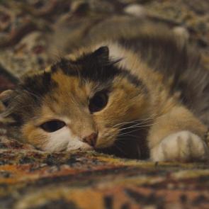 ����: ����������