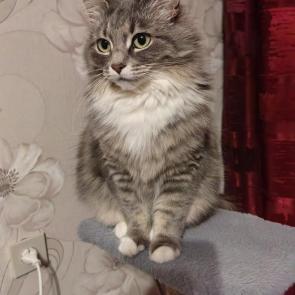 ����: ����