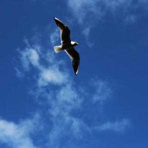 ���� ��������: �������