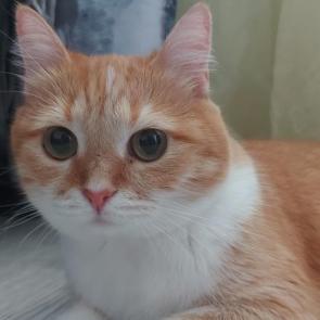 ����: �������