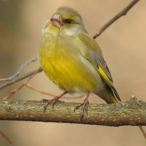 ����: ���������