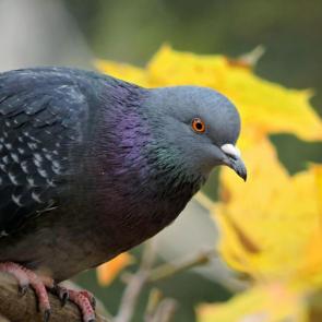 ����: ������