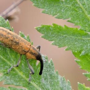 ����: ����������