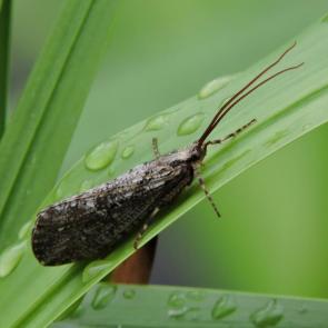 ����: ��������