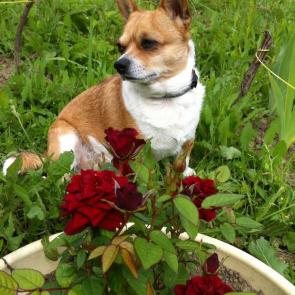 ����: ������