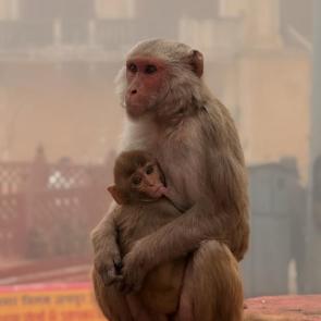 ����: �����������