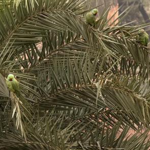 ����: ����������