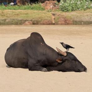 ����: ������� �� ������