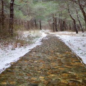 ����: �������