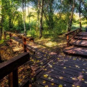 ����: ��������.