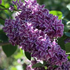 ���� ��������: 