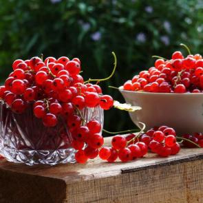 ���� ��������: ������������ ����