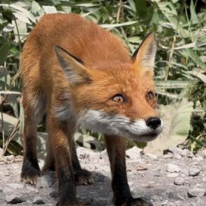 ����: ����� �������� � �������