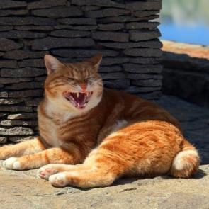 ����: ���������� ���