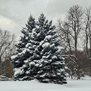 ����: ���������