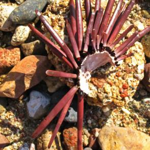 ����: ������� �������� ���