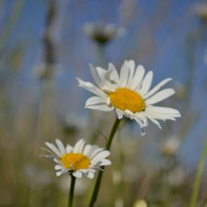 ����: �������