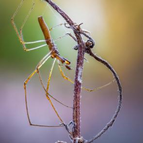 ����: ����.Tetragnatha nitens.