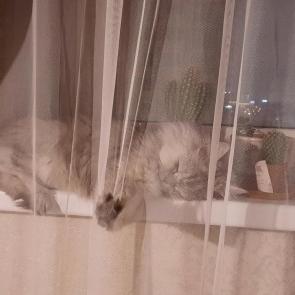 ����: ������