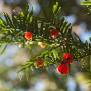 ����: ��� �������������