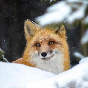 ���� ��������: 