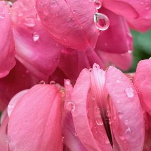 �������������� ���������������