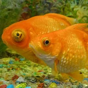 ����: ����� �������