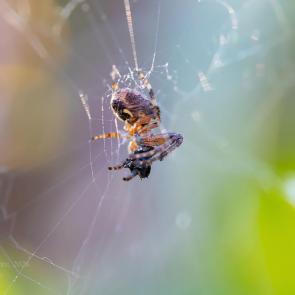 ��������� ���������