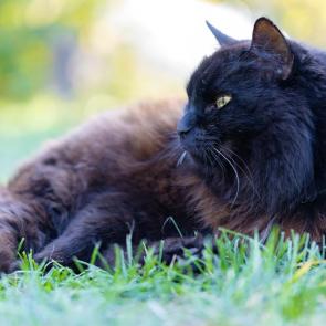 �� ����� �����