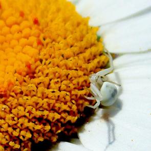 ������������ �����