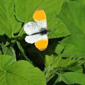 ����: ������