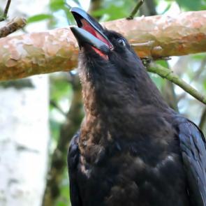 ����: ׸���� �����