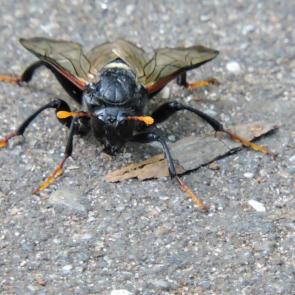 ����: ������� �������� ���������