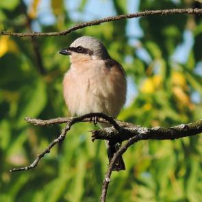 ����: �����