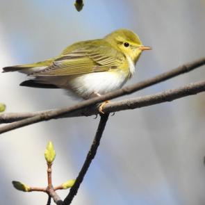 ����: �������