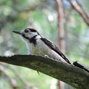 ����: ������� ������ �����