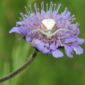 ����: ��������� ����