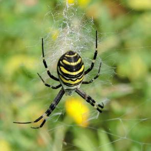 ����: ���� ���