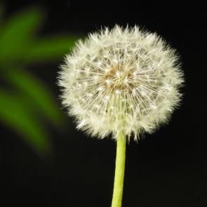 ����: ���������