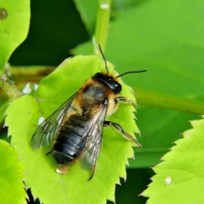 ����: ����� �������