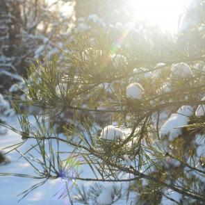 ���� ��������: ������ ���