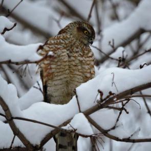 ����: ������������