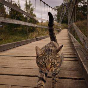 ����: ����� 