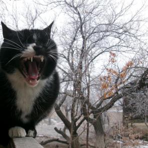 �� ����� �����