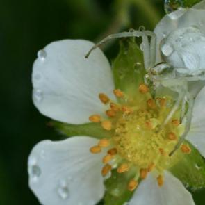 ������������ �����