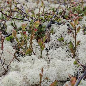 �������� ����������